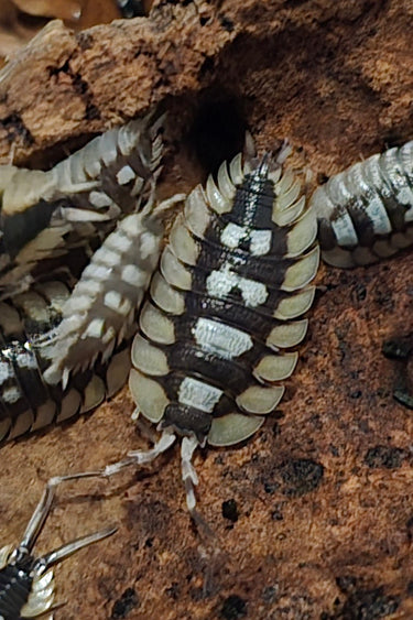 Giant isopods for sale